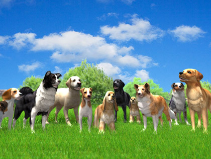 Dog Agility 3D